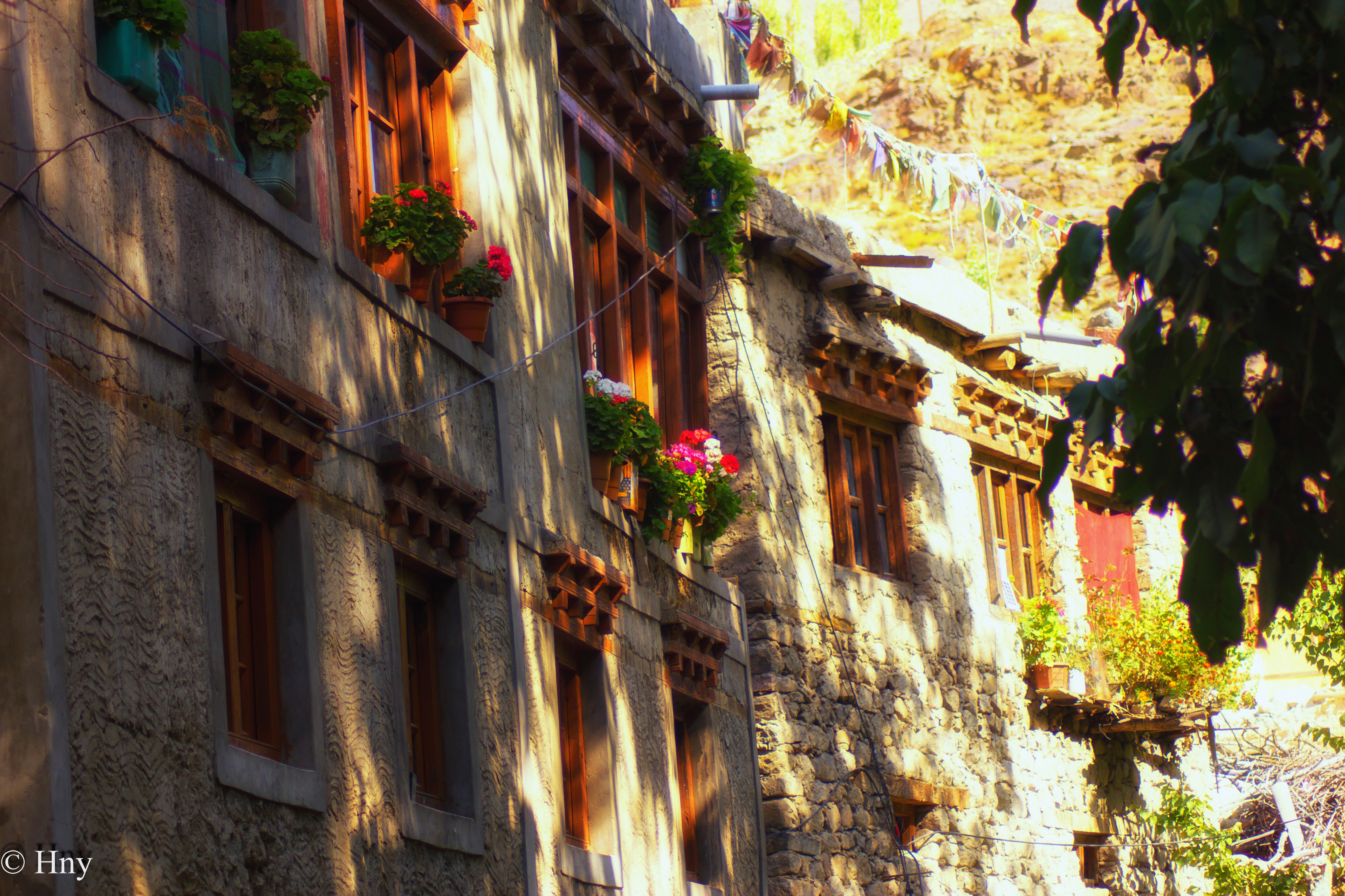 YOLO Collective franchise opportunity